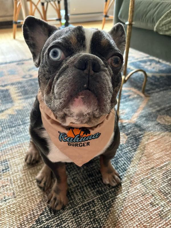 A French bulldog wearing a custom Kahuna Burger bandana made by The Samson Brand
