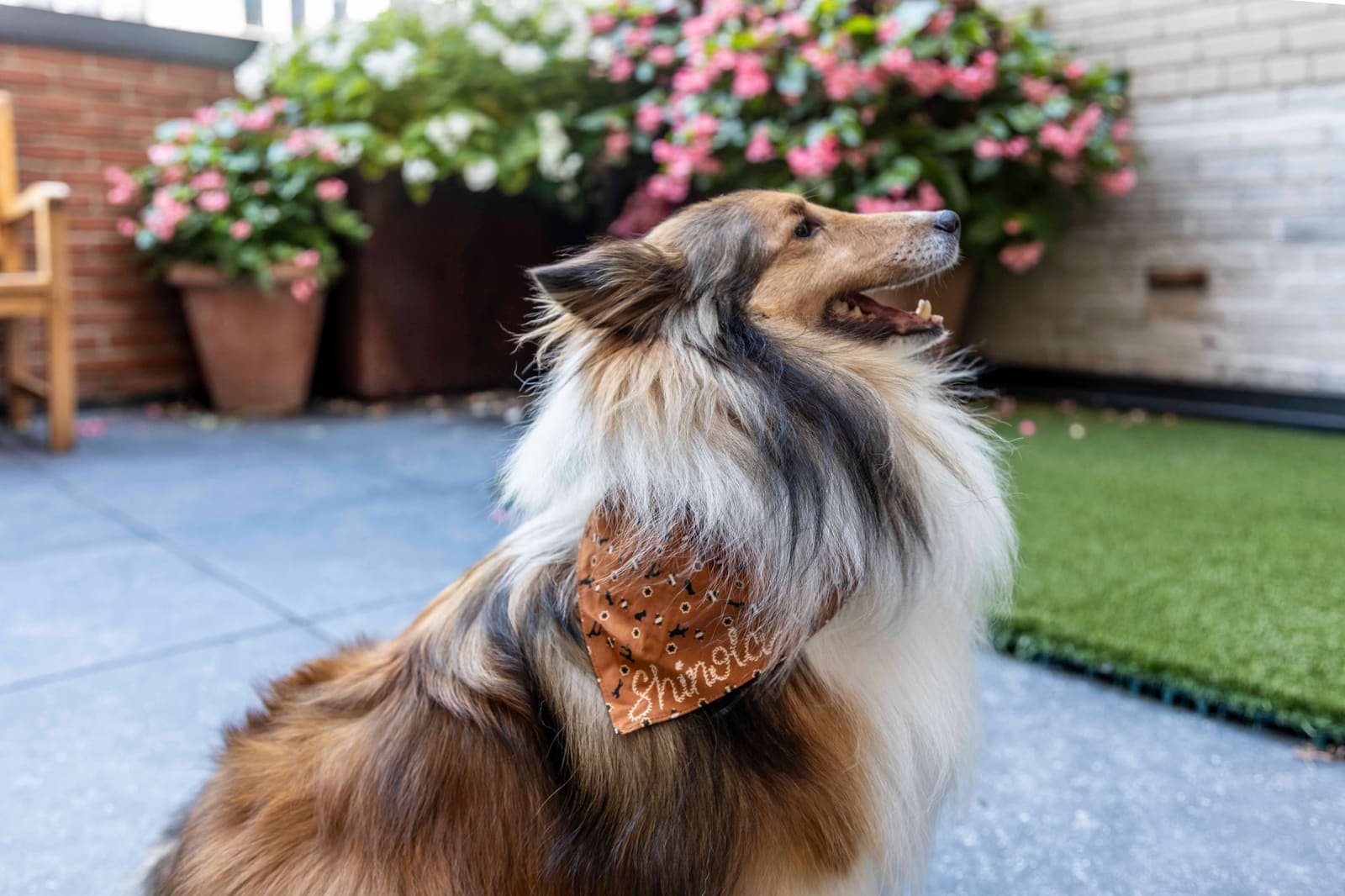 A sheltie in a Samson Brand bandana