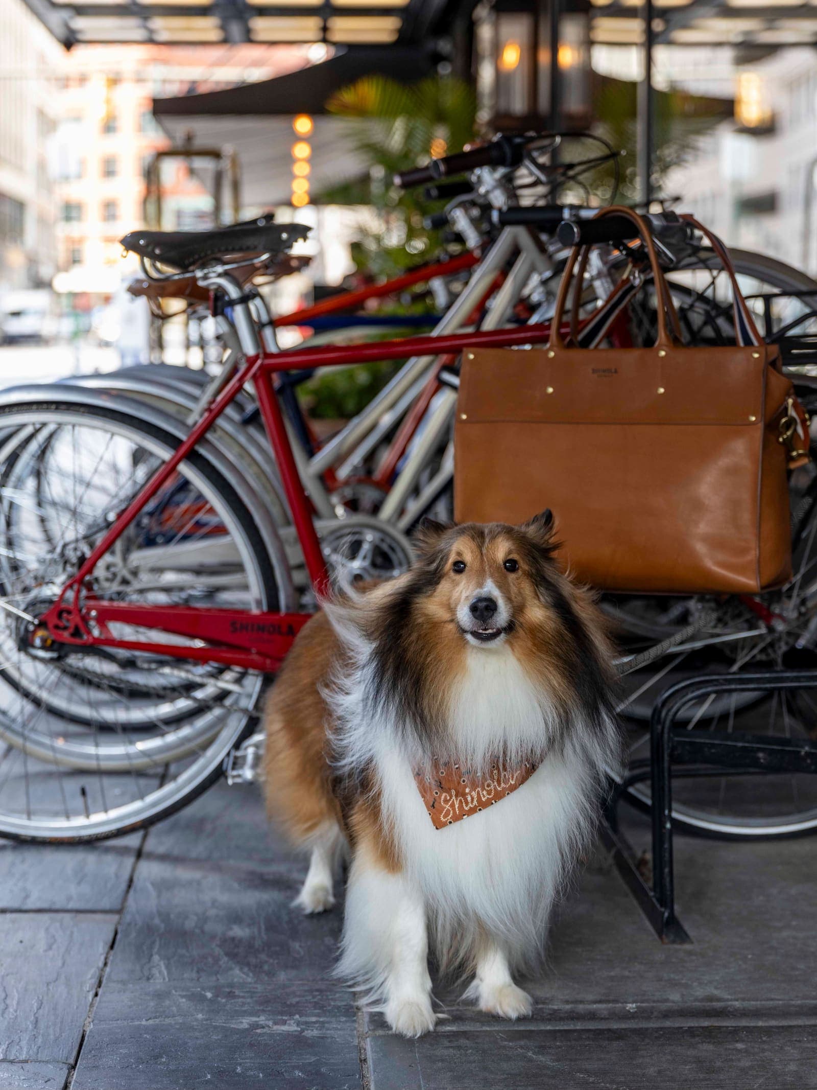 A sheltie in a Samson Brand bandana outside an urban café